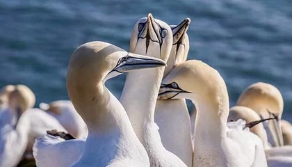 fb体育官网电脑版-弗利特伍德镇高位压迫见效，渔港军团志在保级，弗里特伍德