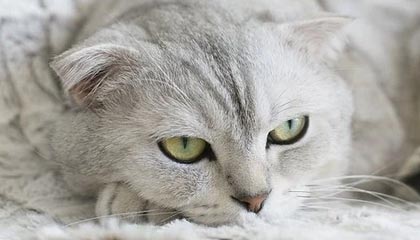 fb体育注册网址-迎头赶上：骑士与尼克斯的对决或将有意外之喜，骑士vs尼克斯23分逆转