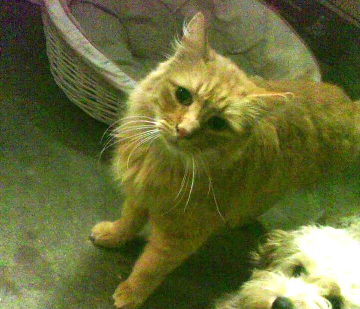 拜仁替补球员贡献关键助攻，拜仁替补中锋